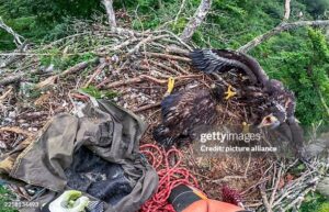 That pair of crows Part 5