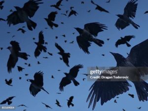 That pair of crows Part 2